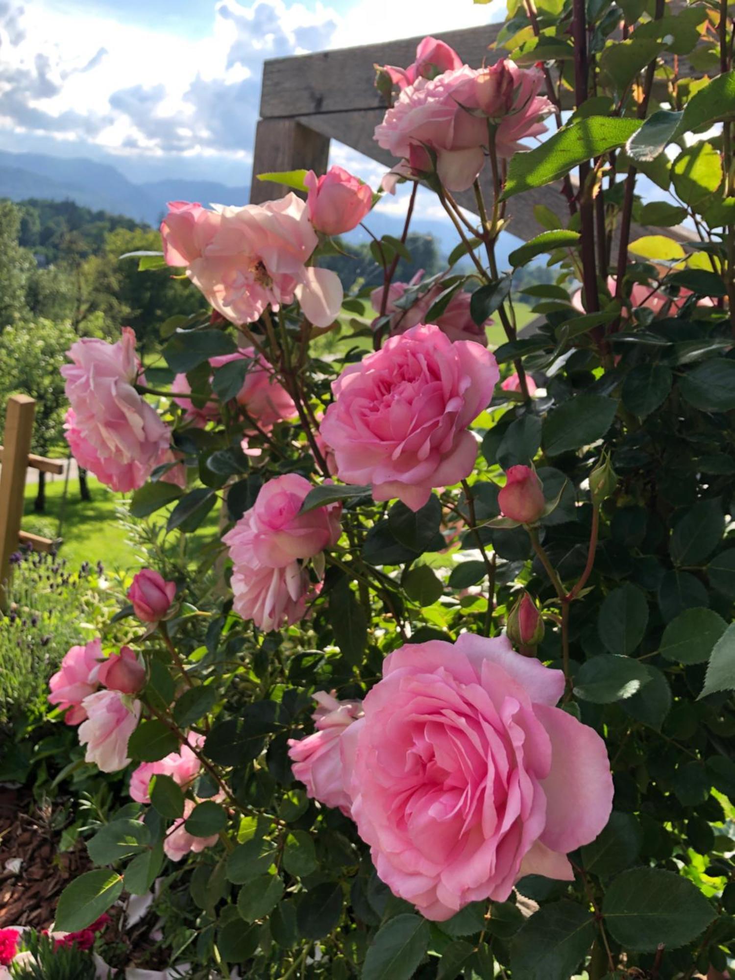 Apartma Rosa Spodnji Otok 外观 照片